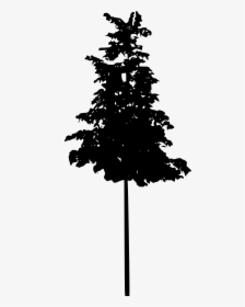 Tree Silhouette 2 - Dark Pine Tree Png, Transparent Png, Free Download