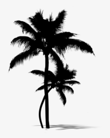 Asian Palmyra Palm Date Palm Leaf Palm Trees Silhouette - Attalea Speciosa, HD Png Download, Free Download