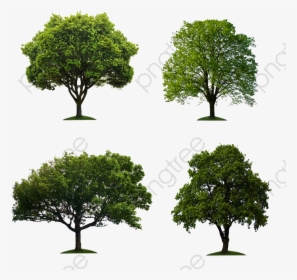 Banyan Tree Clipart , Transparent Cartoons, HD Png Download, Free Download