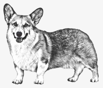 Dorgi, HD Png Download, Free Download