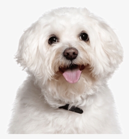 Clip Art Maltese Puppies Dogs Bichon - Pet Name Dog, HD Png Download, Free Download