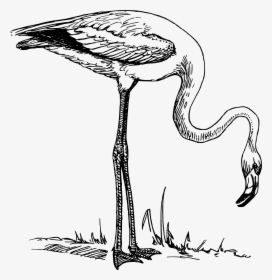 Flamingo Clip Arts - Clip Art Black And White Flamingo, HD Png Download, Free Download