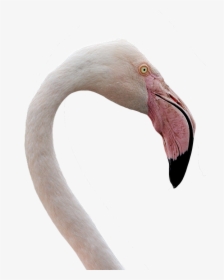Flamingo, Water Bird, Bill, Pink, Bird, Pink Flamingo - Flamingo Close Up Png, Transparent Png, Free Download