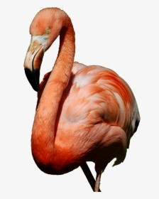 Transparent Flamingo Png, Png Download, Free Download