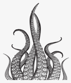 Octopus Tentacles Drawing, HD Png Download, Free Download