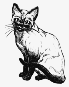 Siamese Cat, Feline, Pet, Sitting, Siamese, Kitty - Desenho De Gato Siames, HD Png Download, Free Download