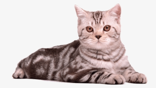 Clip Art Cat Sitting In Box - Cat Photo Free Download, HD Png Download, Free Download