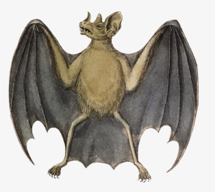 Common Vampire Bat Drawing - Drawing Vampire Bats, HD Png Download, Free Download