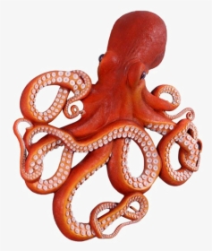 Octopus,giant Pacific - Front Of An Octopus, HD Png Download, Free Download