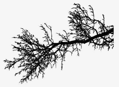 #freetoedit #tree #branch #silhouette #4trueartists - Pine Tree Branch Silhouette, HD Png Download, Free Download