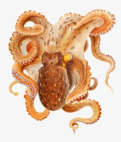 Beautiful Octopus Drawing - Octopus Intelligent, HD Png Download, Free Download