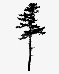 Transparent Tall Trees Silhouette, HD Png Download, Free Download