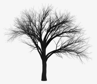 Transparent Tree Branch Silhouette Png - Scary Tree Png, Png Download, Free Download