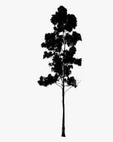 Eucalyptus Tree Silhouette, HD Png Download, Free Download
