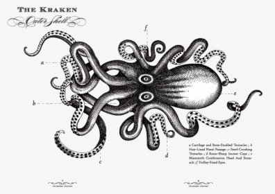 Kraken Rum Sea Monster Octopus - Kraken Rum Logo Png, Transparent Png, Free Download