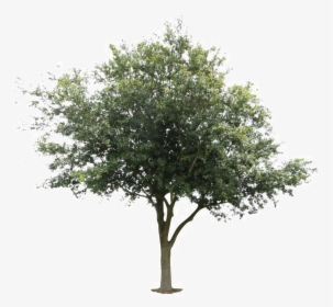 Live Oak Png - Transparent Deciduous Tree Png, Png Download, Free Download