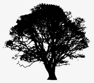 White Oak Tree Southern Live Oak Clip Art - Green Tree Silhouette Png, Transparent Png, Free Download