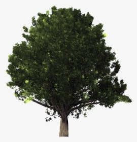 Tree,plant,woody Live Oak,flowering Plant,flower,oak - White Oak Tree Transparent Background, HD Png Download, Free Download