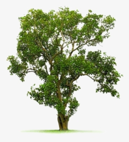 Transparent Live Oak Tree Png - Bodhi Tree Images Hd, Png Download, Free Download