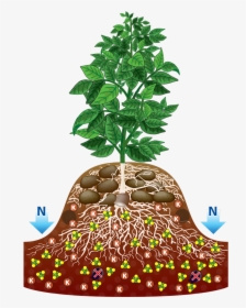 With Roots Clip Art - Potato Tree, HD Png Download, Free Download
