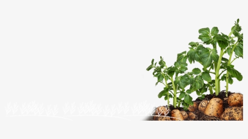 Potato Plant - Houseplant, HD Png Download, Free Download