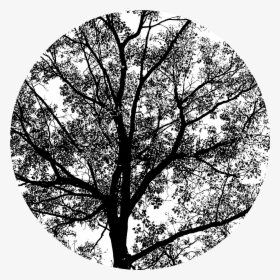 Spring Oak Tree Png - Tax, Transparent Png, Free Download