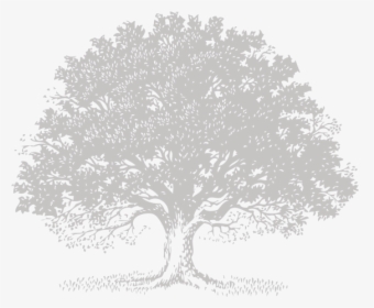 Live Oak Tree Svg Royalty Free Stock - Portable Network Graphics, HD Png Download, Free Download
