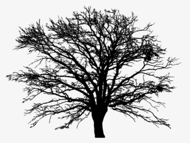 Leafless Winter Tree Silhouette - Winter Trees Silhouette Png, Transparent Png, Free Download