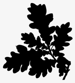 Plant,flower,silhouette - Köhler's Medizinal Pflanzen, HD Png Download, Free Download