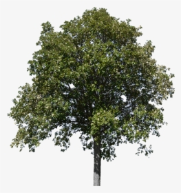 Tree, Tree With Leaves, Forest, Nature, Timber - Common Lime Tree Png, Transparent Png, Free Download