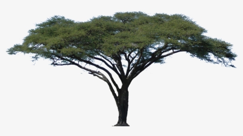 Tree Clipart Realistic - Acacia Tree With White Background, HD Png Download, Free Download
