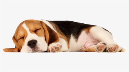 Dogs Lying Down, HD Png Download, Free Download