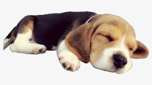 #doggo #dog #sleep #beagle #puppy #cute #sleepingdog - Transparent Dog Sleeping Png, Png Download, Free Download