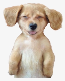 #dog #puppy #sleeping #nap #funny #smiling #cute #ftesticker - Do I Feel After A Massage, HD Png Download, Free Download