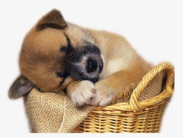 Convert To Base64 Real Puppy - Real Cute Animal Png, Transparent Png, Free Download