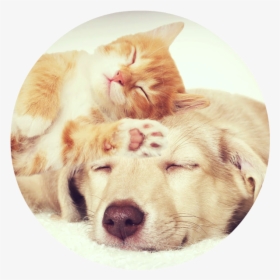 Can And Dog Sleeping Together, HD Png Download, Free Download