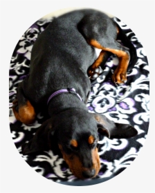Black And Tan Coonhound Puppy, Sleeping, Age 5 Months - 5 Month Old Black And Tan Hound, HD Png Download, Free Download