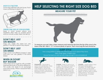 How To Choose The Right Size Dog Bed - Companion Dog, HD Png Download, Free Download