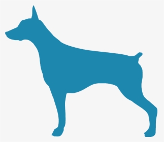 Doberman - Medir A Mi Perro, HD Png Download, Free Download