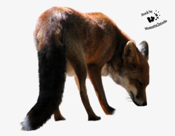 Fox Png - Cut Out Animals Png, Transparent Png, Free Download