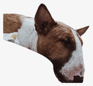 #dog #cute #laydown #sleepy #sleep #sleeping - Bull Terrier (miniature), HD Png Download, Free Download