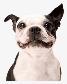 Dog - If You Need A Smile, HD Png Download, Free Download