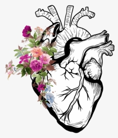 Real Heart Drawing Png, Transparent Png, Free Download