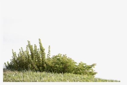 Cut Out Grass Png , Png Download - Plants Cut Out Png, Transparent Png, Free Download