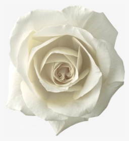 #whiterose #roses #rose #png #sticker #whiteroses #freetoedit - White Rose Png, Transparent Png, Free Download