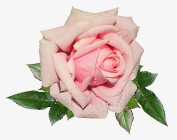 Pink Rose Png Background Image - Pink Rose Transparent Background, Png Download, Free Download