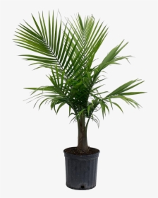 Palm Tree Png Picture - Palm Plant, Transparent Png, Free Download