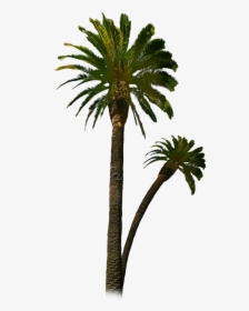 Royal Palm Tree Png - دعاء الثبات على الولايه, Transparent Png, Free Download