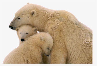 Snow Bear Png Transparent Image - Polar Bears Transparent Background, Png Download, Free Download