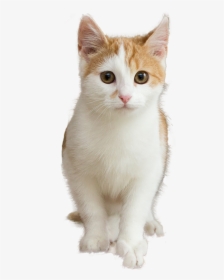 Kitten Cat, HD Png Download, Free Download
